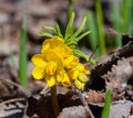 Leontice (Gymnospermium odessanum), spring first vet, flowering plant in the wild