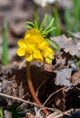 Leontice (Gymnospermium odessanum), spring first vet, flowering plant in the wild