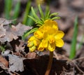 Leontice (Gymnospermium odessanum), spring first vet, flowering plant in the wild