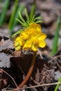 Leontice (Gymnospermium odessanum), spring first vet, flowering plant in the wild