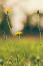 Leontodon, hawkbit, Leontodon hispidus Royalty Free Stock Photo