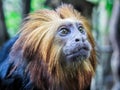 Leontopithecus rosalia Royalty Free Stock Photo