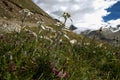 Leontopodium alpinum; Edelweiss in Valais, Switzerland