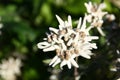 Leontopodium alpinum flowers