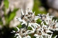 Leontopodium alpinum flowers