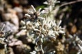 Leontopodium alpinum flowers