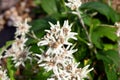 Leontopodium alpinum flowers