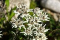 Leontopodium alpinum flowers