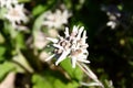Leontopodium alpinum flowers