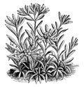 Leontopodium Alpinum vintage illustration