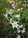 Leontopodium nivale, commonly called edelweiss. Alpine flora.