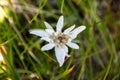 Leontopodium nivale or edelweiss, closeup. This mountain flower belongs to the daisy or sunflower family Asteraceae.