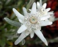 Leontopodium nivale, edelweiss mountain flower macro Royalty Free Stock Photo