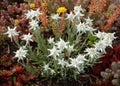 Leontopodium nivale, edelweiss mountain flowers