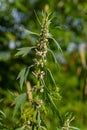 Leonurus cardiaca, known as motherwort. Other common names include throw-wort, lion\'s ear, and lion\'s tail.