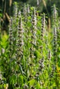Leonurus cardiaca, known as motherwort. Other common names include throw-wort, lion\'s ear, and lion\'s tail.