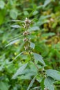 Leonurus cardiaca, known as motherwort. Other common names include throw-wort, lion`s ear, and lion`s tail. Medicinal plant. Gro