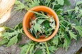 Leonurus cardiaca, motherwort, throw-wort, lion's ear, lion's tail medicinal plant In wooden plate.