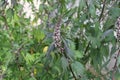 Leonurus cardiaca plant. Mother wort with pink flowers