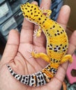 Leopar Gecko Royalty Free Stock Photo