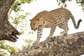 Leopard, Botswana, Africa. Wildlife, leopard in natural habitat on tree trunk, Okavango Delta, Botswana. Royalty Free Stock Photo