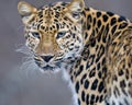 Leopard Royalty Free Stock Photo