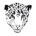 Leopard Royalty Free Stock Photo