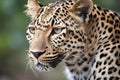 Leopard - Africa and Asia (Generative AI) Royalty Free Stock Photo