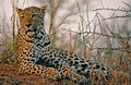 Leopard in Africa Savannah