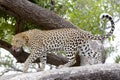 Leopard, Africa Royalty Free Stock Photo