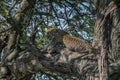 A leopard of African Panthera pardus on a tree looks for the prey of African Royalty Free Stock Photo