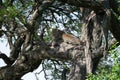 A leopard of African Panthera pardus on a tree looks for the prey of African Royalty Free Stock Photo