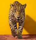 Leopard against a vibrant yellow backdrop. The leopard\'s majestic presence, captured in striking detail