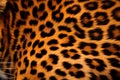 leopard fur macro shot, natural texture. AI Generated Royalty Free Stock Photo