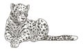 Leopard Animal Resting On Ground Monochrome Sketch