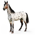 Leopard Appy horse on a white background.