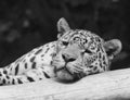Leopard asleep on a branch