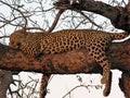 Leopard asleep in tree at sunset