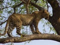 Leopard auf einem Baum Royalty Free Stock Photo