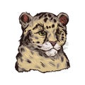 Leopard babby tabby vector portrait of exotic animal isolated sketch. Panther looking aside. Felidae mammal with furry coat with