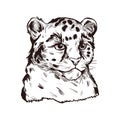 Leopard babby tabby vector portrait of exotic animal isolated sketch. Panther looking aside. Felidae mammal with furry coat with