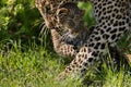 Leopard Bahati carrying her cub in Masai Mara, Kenya