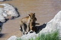 Leopard Bahati carrying her cub to the river bank in Masai Mara, Kenya