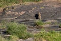 Leopard Bahati carrying her cub to safer place, Masai Mara Royalty Free Stock Photo