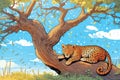 leopard basking under the sun on a baobab tree Royalty Free Stock Photo