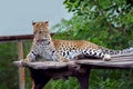 The leopard - The big cat Royalty Free Stock Photo