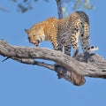 Leopard big spotted cat Royalty Free Stock Photo