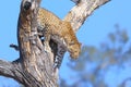 Leopard big spotted cat climbing a tree Royalty Free Stock Photo