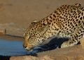 Leopard big spotted cat drinking Royalty Free Stock Photo