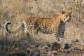 Leopard big spotted cat standing Royalty Free Stock Photo